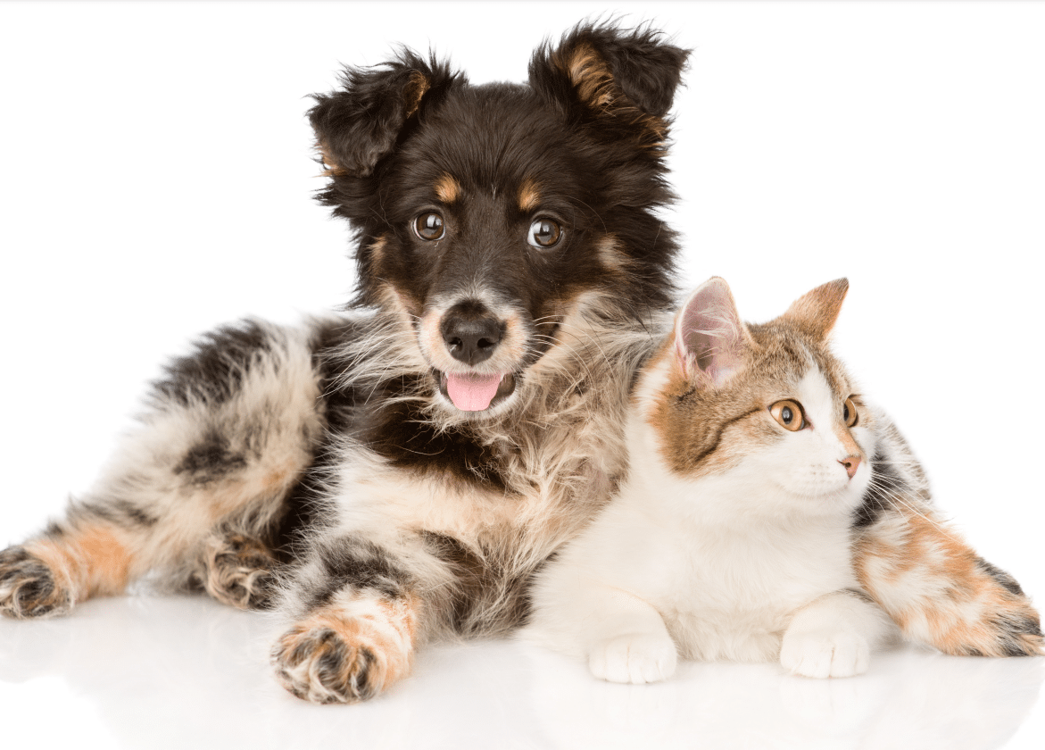 Oneplan Pet Insurance Exclusions