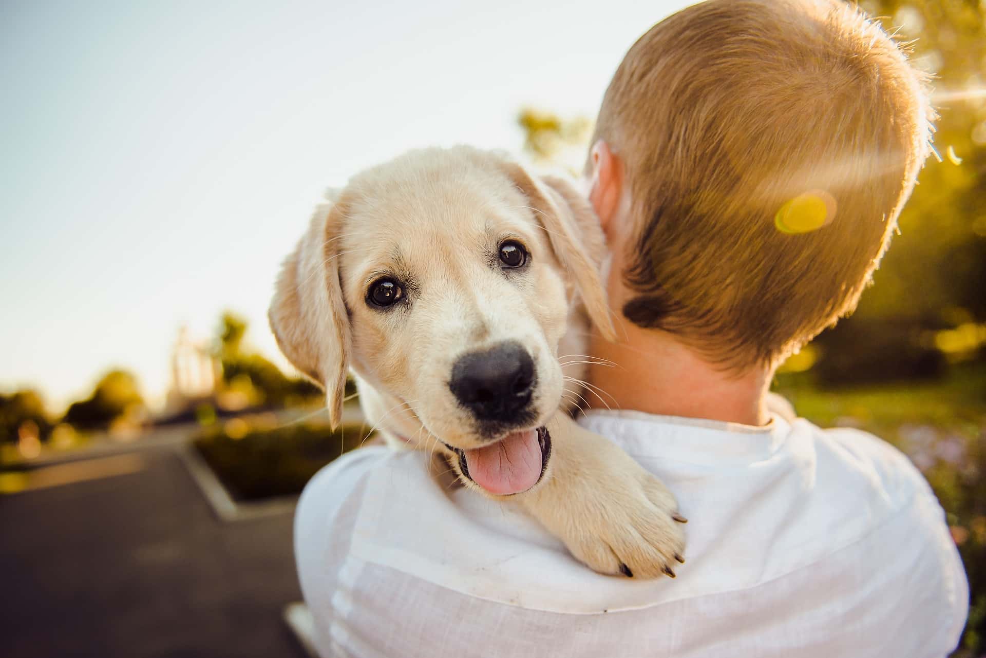 Is there a waiting period for pet insurance?